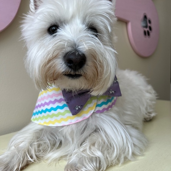 BOWTIE COLLARS - Picture 4 of 5